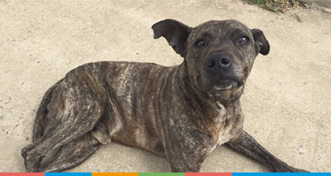 Un nuevo hogar para Chueco